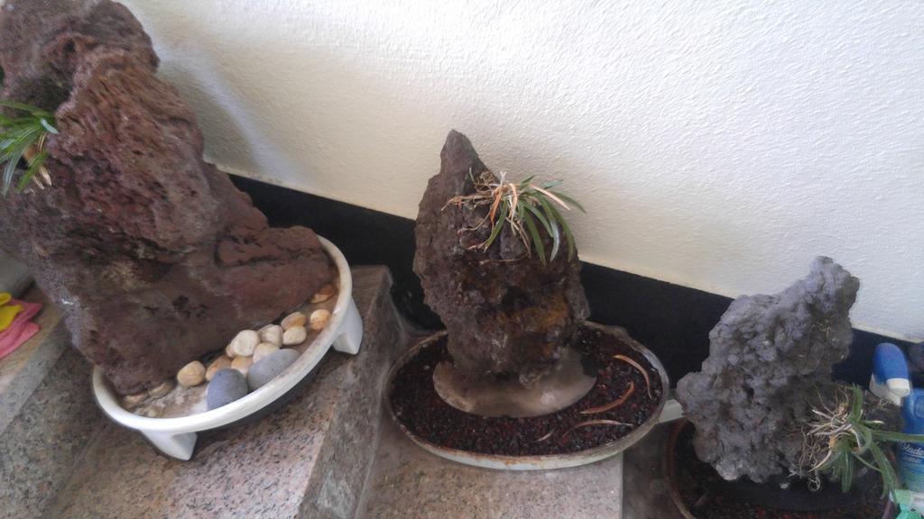 Sea Dragon Pension Seogwipo Luaran gambar